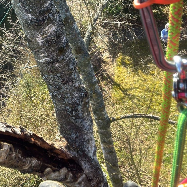 Faulstelle eines Astes einer Birke Faulstelle Ast Birke, Kletterseil von der Seilklettertechnik